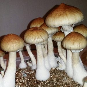 Psilocibe cubensis «Red Boy»