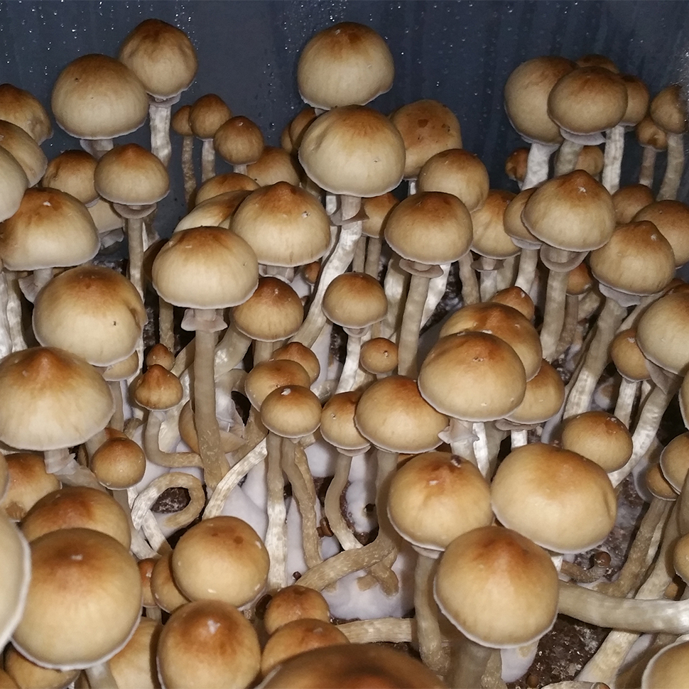 Описание внешнего вида Psilocibe cubensis «Red Boy»﻿