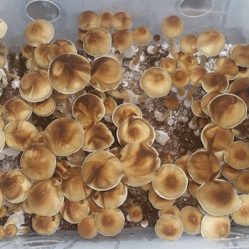 Происхождение стрейна Psilocibe cubensis «Red Boy»﻿