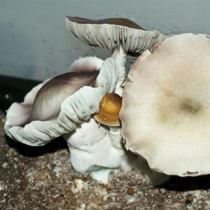 Psilocybe cubensis Falbino