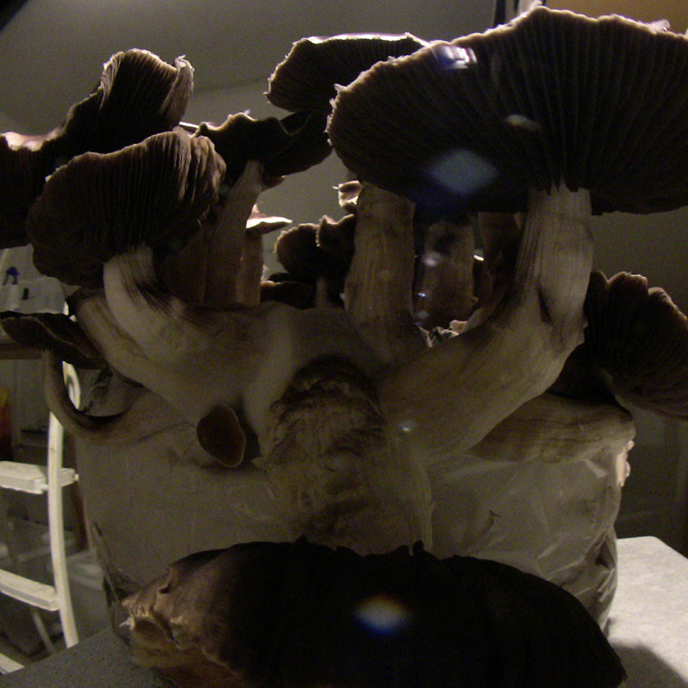 Описание внешнего вида Psilocybe cubensis Falbino﻿