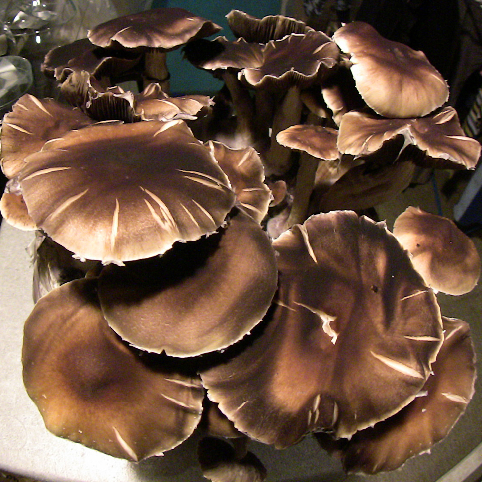 Происхождение стрейна Psilocybe cubensis Falbino﻿