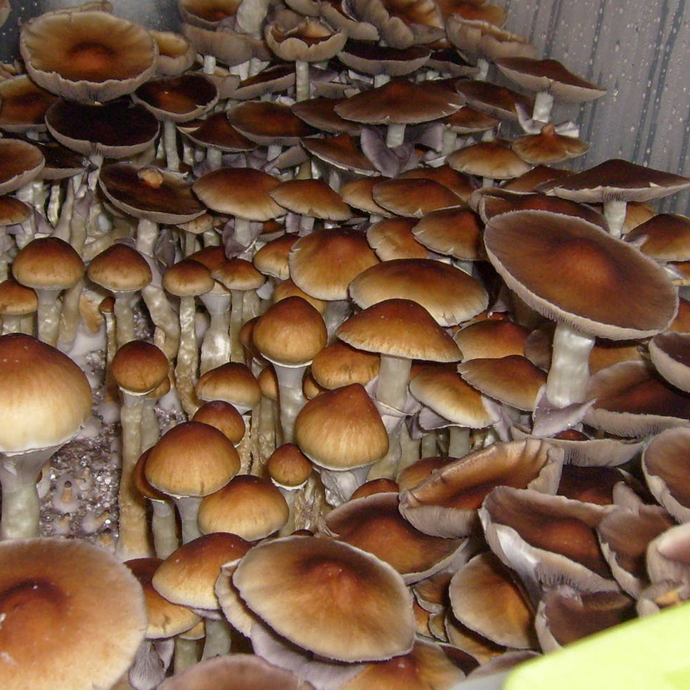 Psilocibe cubensis Orissa India