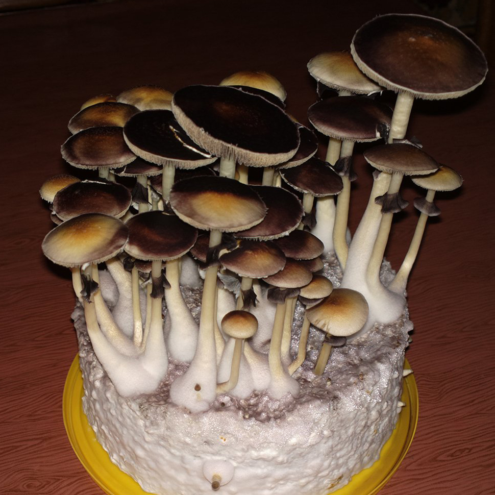Описание внешнего вида Psilocibe cubensis Orissa India