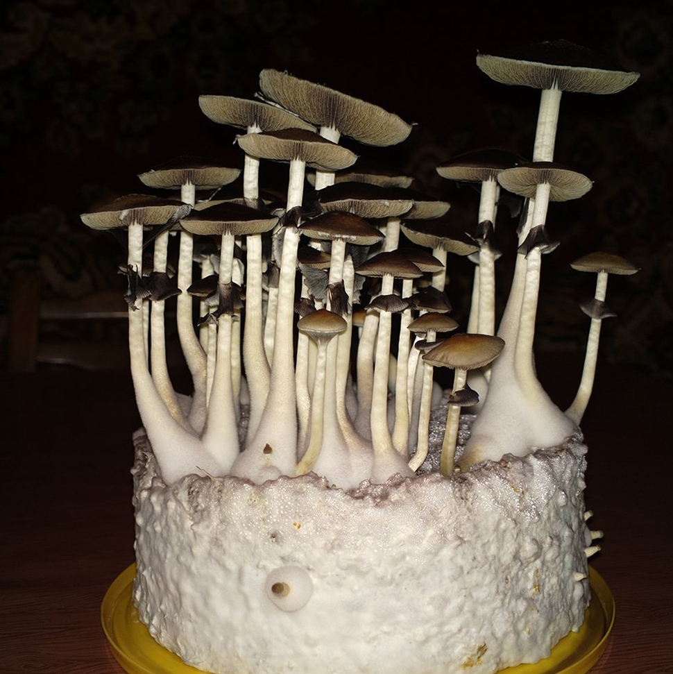 Происхождение стрейна Psilocibe cubensis Orissa India﻿