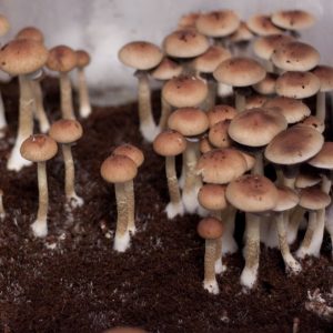 Psilocybe cubensis St Palenque