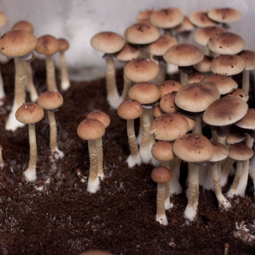 Psilocybe cubensis St Palenque
