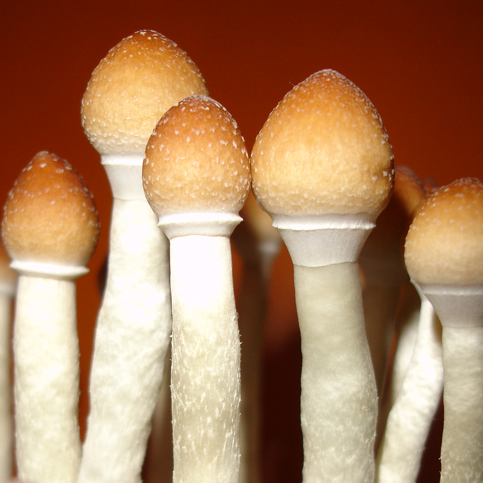 Psilocibe cubensis «Thai»