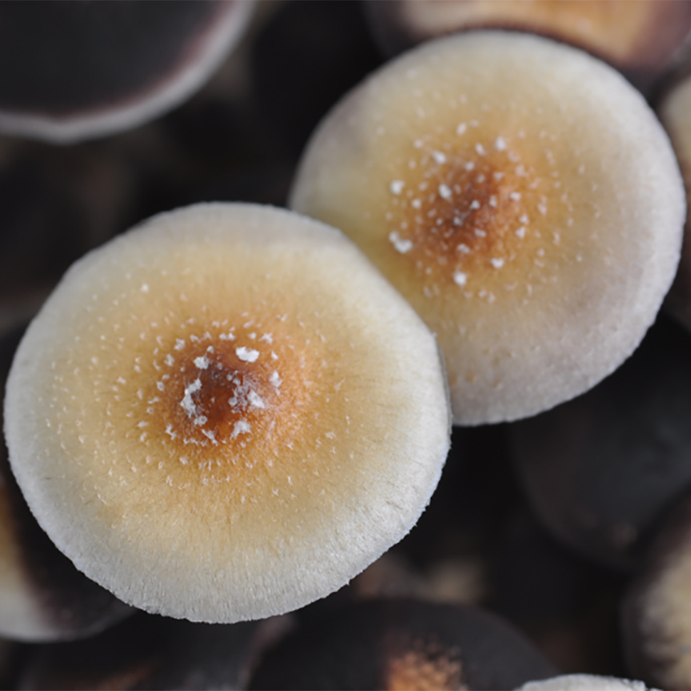 Описание внешнего вида Psilocibe cubensis «Thai»﻿