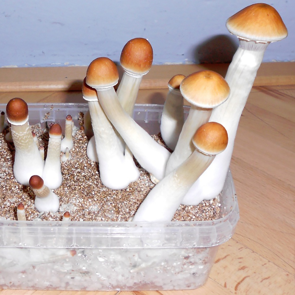 Происхождение стрейна Psilocibe cubensis «Thai»