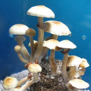 Psilocybe cubensis Florida White