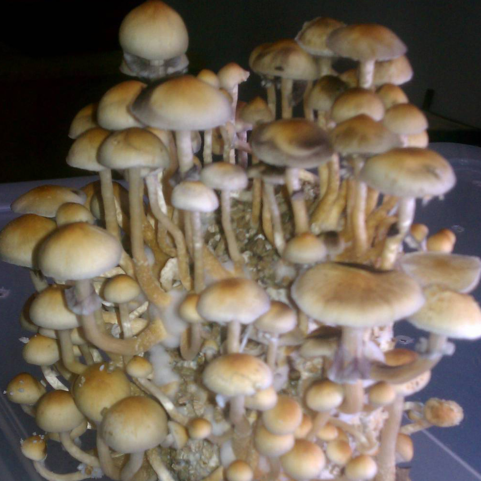 Описание внешнего вида Psilocybe cubensis Florida White﻿