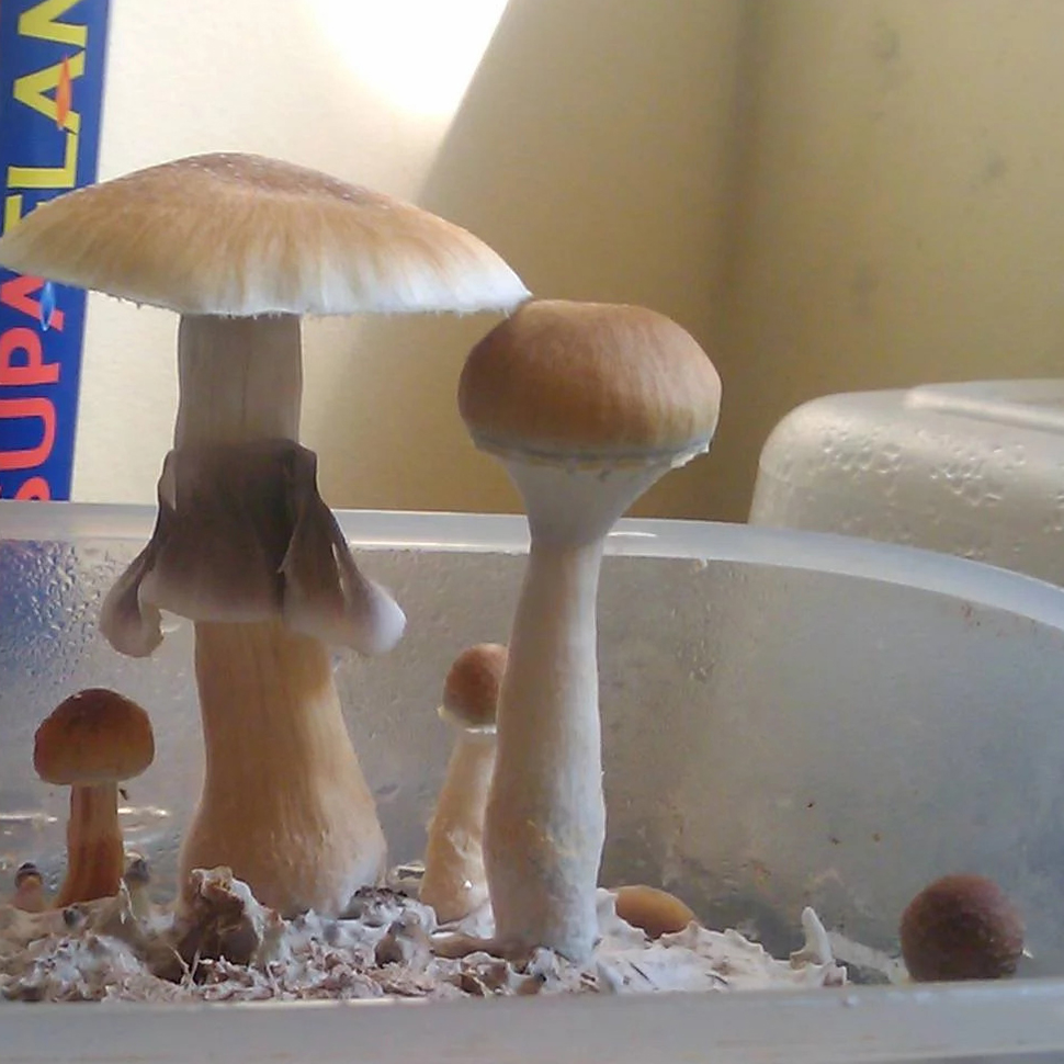 Происхождение стрейна Psilocybe cubensis Florida White﻿