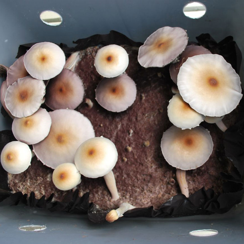 Psilocibe cubensis Pink Buffalo