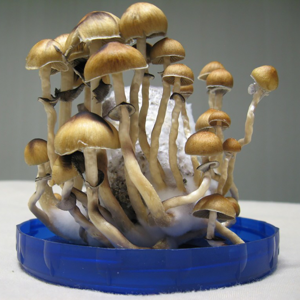 Описание внешнего вида  Psilocibe cubensis Pink Buffalo