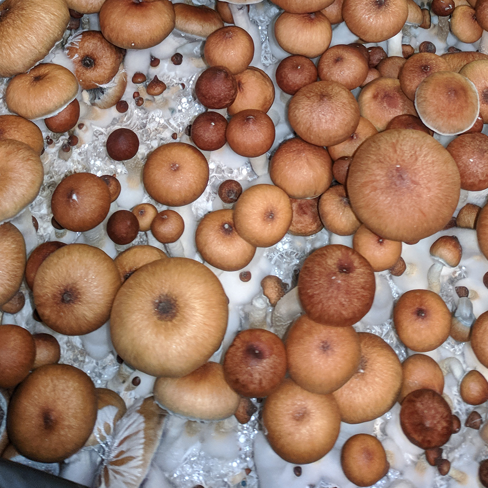 Происхождение стрейна  Psilocibe cubensis Pink Buffalo