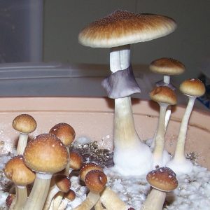 Psilocibe cubensis «Treasure Coast»