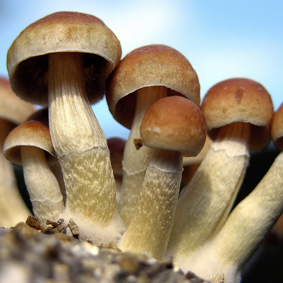 Описание внешнего вида Psilocibe cubensis «Treasure Coast»﻿