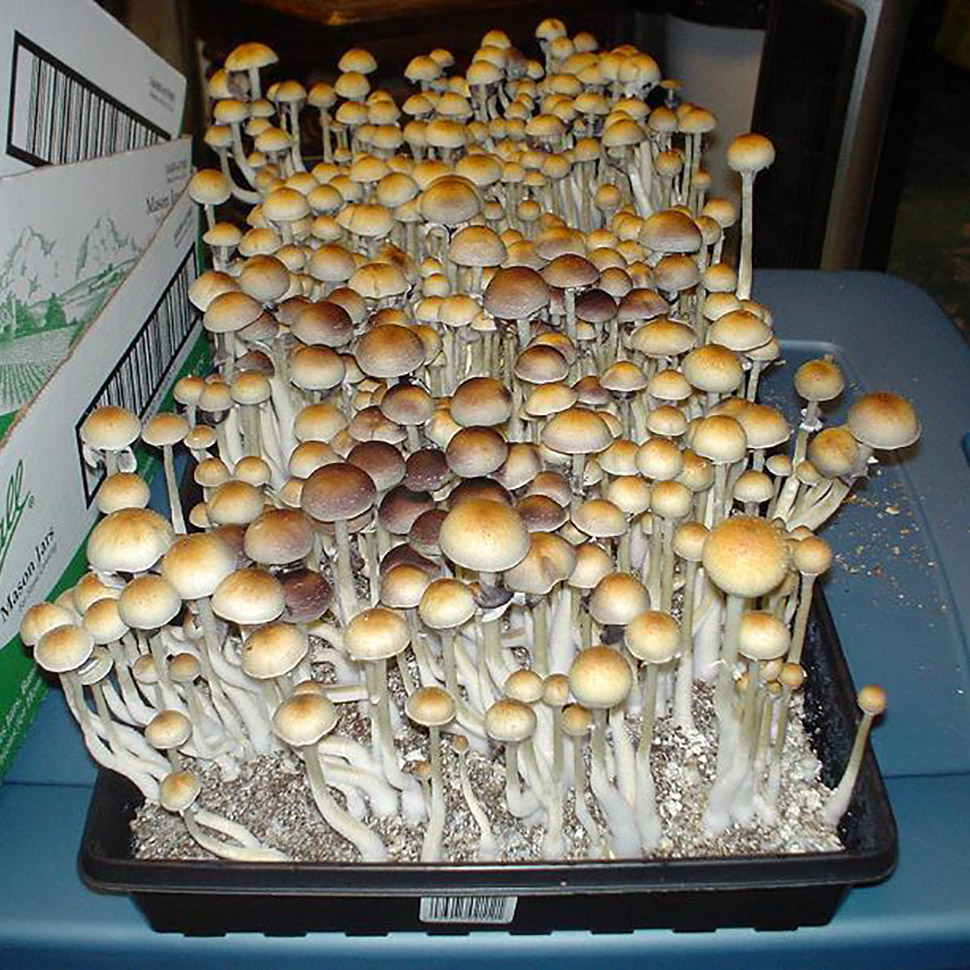 Происхождение стрейна Psilocibe cubensis «Treasure Coast»﻿