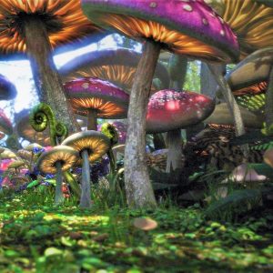 Psilocybe cubensis St Visala