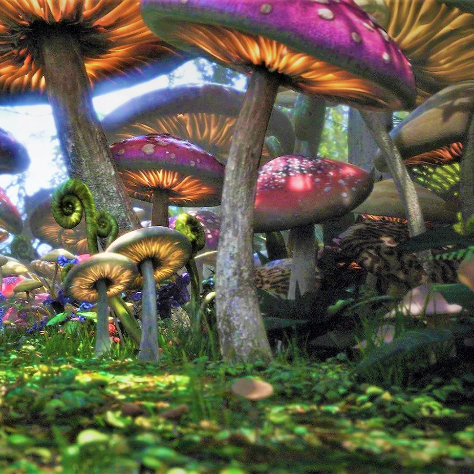 Psilocybe cubensis St Visala