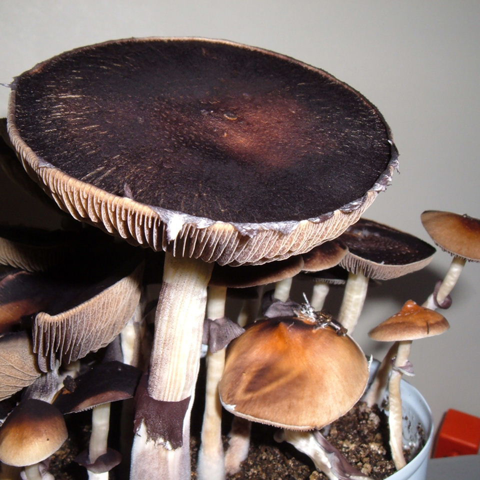 Psilocybe cubensis St Acadian Coast