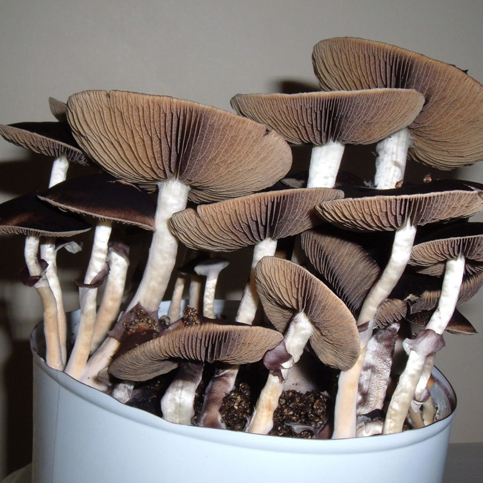 Описание внешнего вида Psilocybe cubensis St Acadian Coast