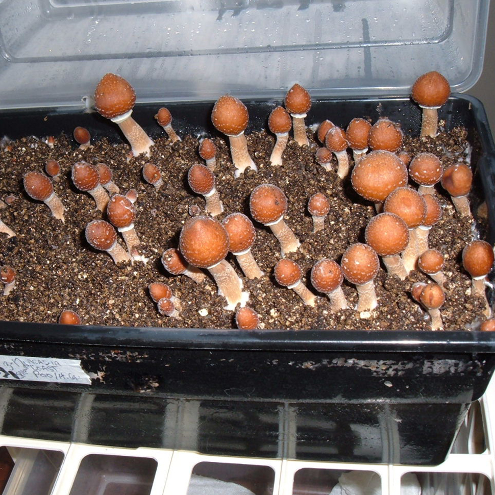 Происхождение стрейна Psilocybe cubensis St Acadian Coast