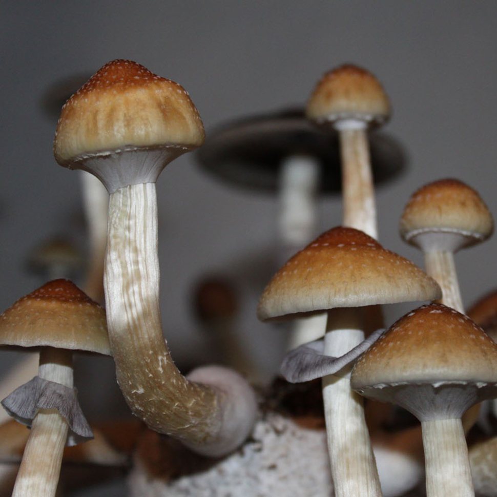 Psilocibe cubensis «В+»