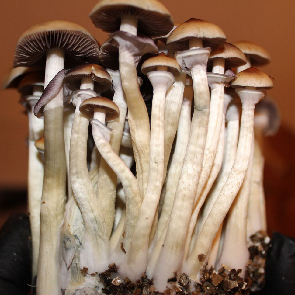 Описание внешнего вида Psilocybe cubensis Penis Envy 6 Тexas﻿