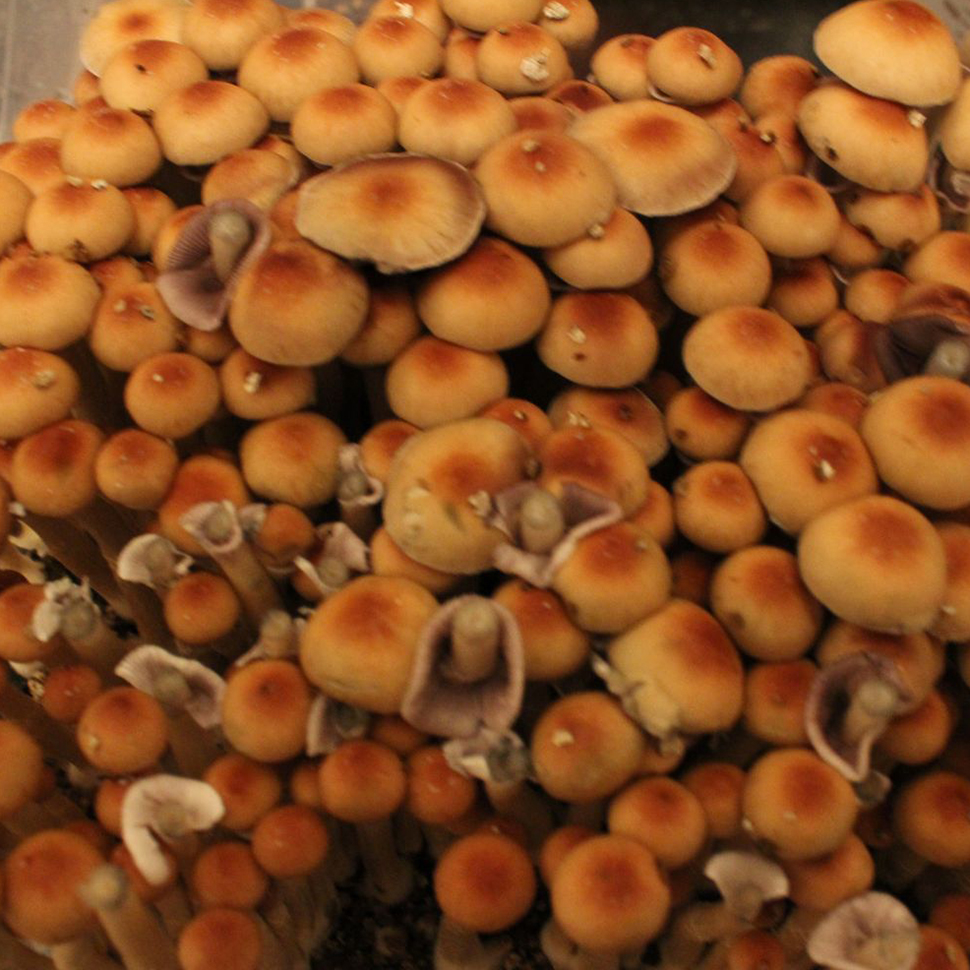 Происхождение стрейна Psilocybe cubensis Penis Envy 6 Тexas