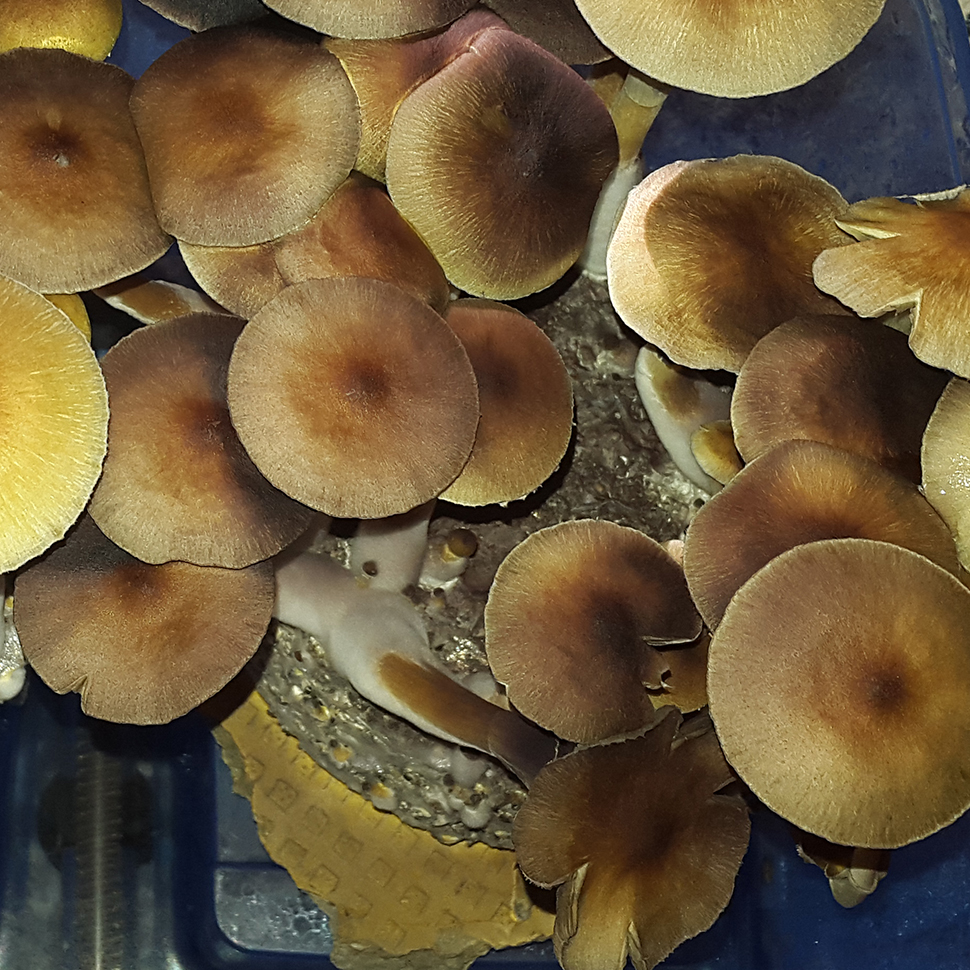 Psilocibe cubensis Tapalpa