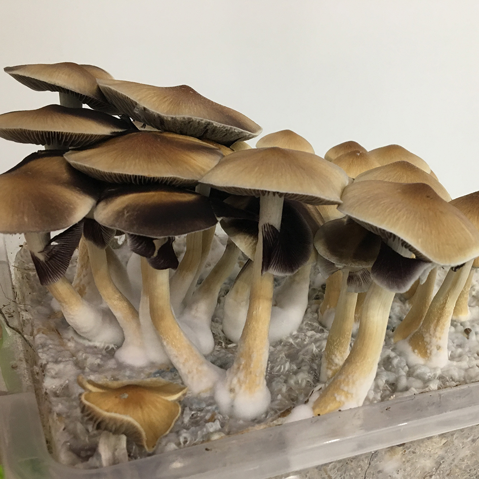 Описание внешнего вида  Psilocibe cubensis Tapalpa