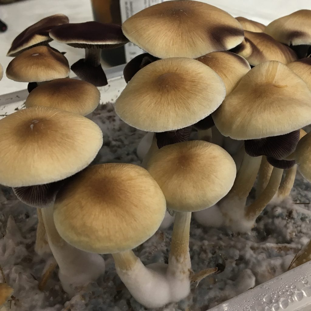 Происхождение стрейна  Psilocibe cubensis Tapalpa﻿