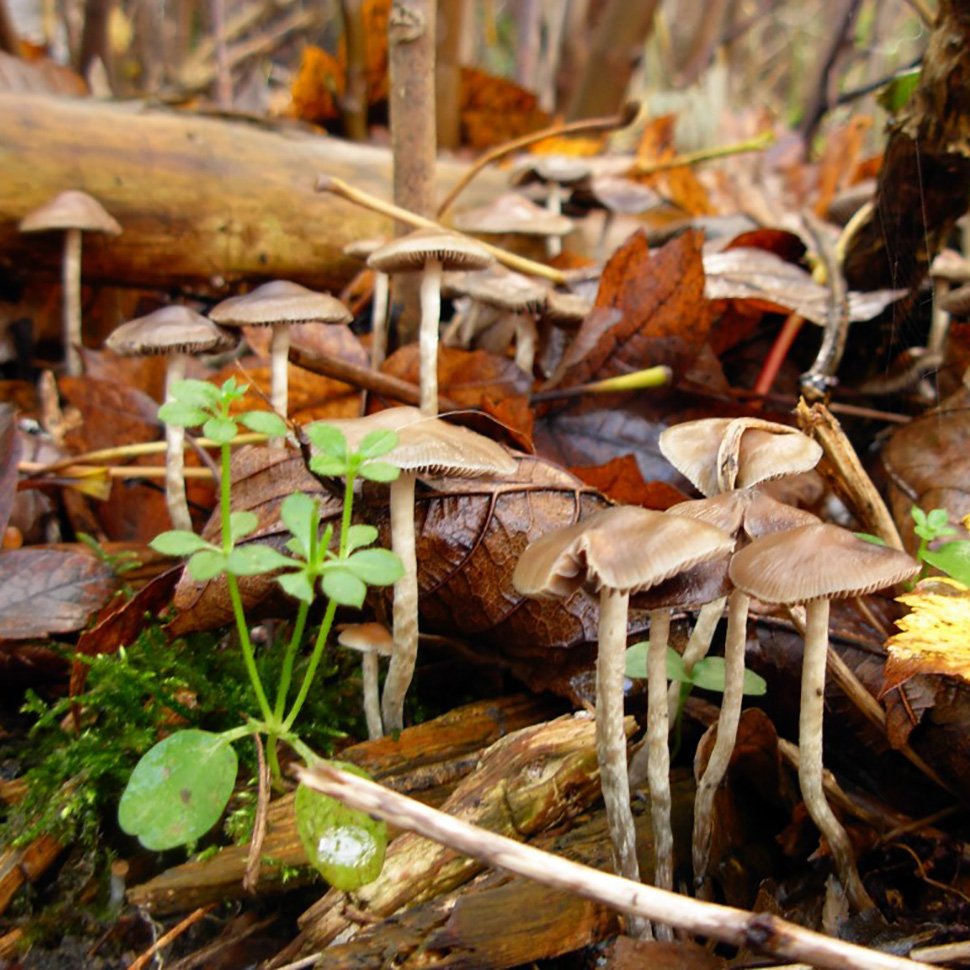 Описание внешнего вида Psilocybe bohemica