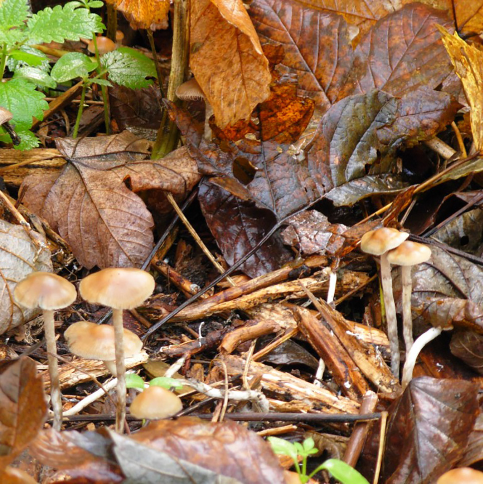 Происхождение стрейна Psilocybe bohemica