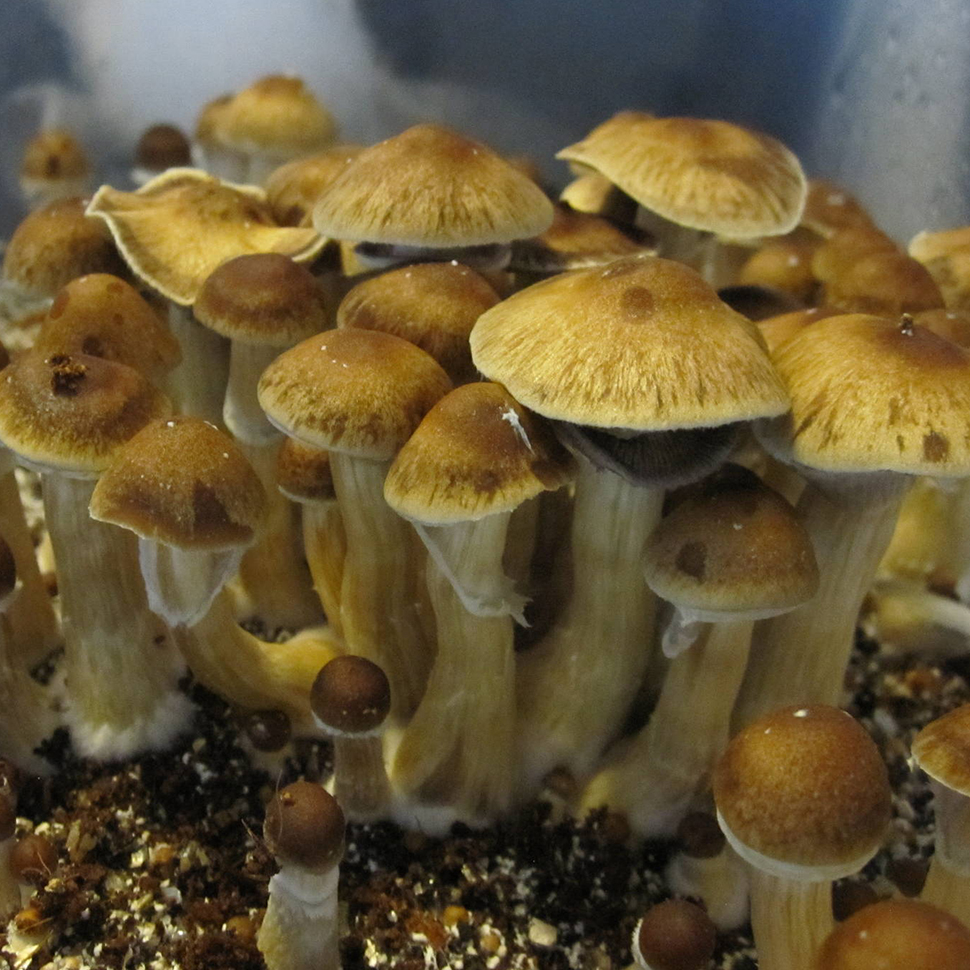 Описание внешнего вида Brazil - Psilocybe cubensis