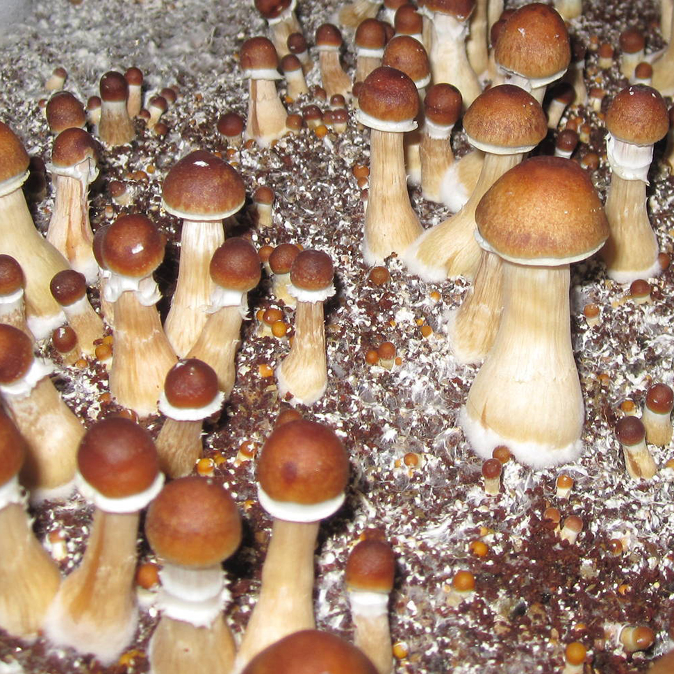 Происхождение стрейна Brazil - Psilocybe cubensis