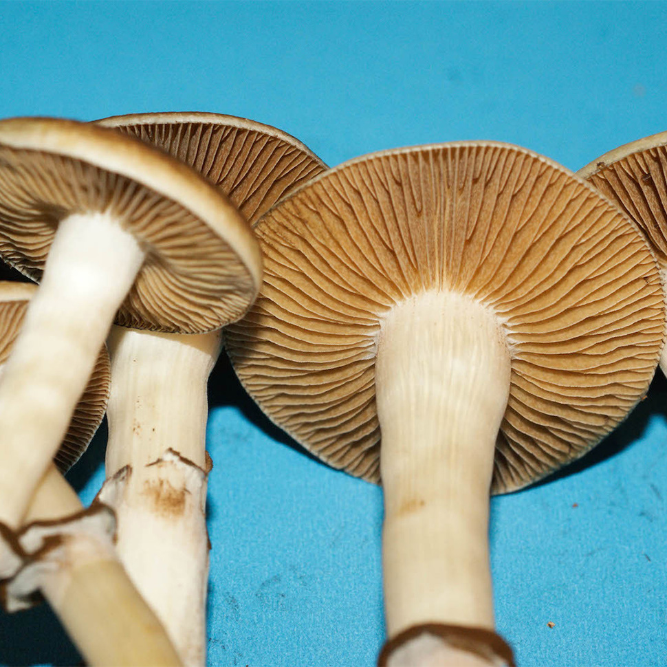 Описание внешнего вида Ps.Cubensis Colombian Rust Spore﻿