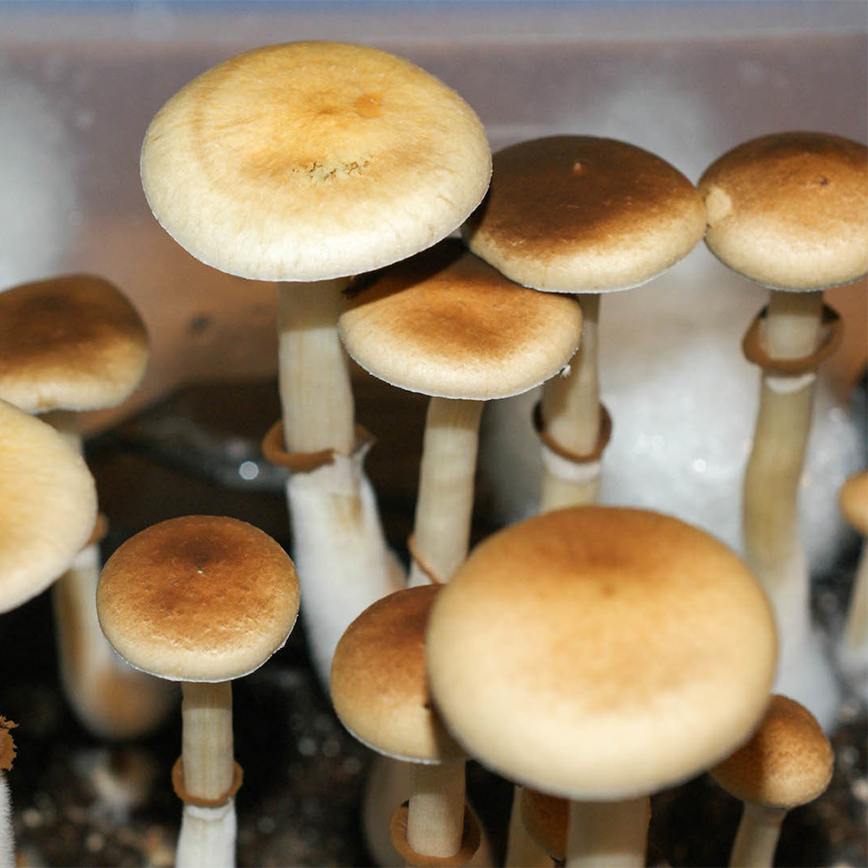 Происхождение стрейна Ps.Cubensis Colombian Rust Spore﻿