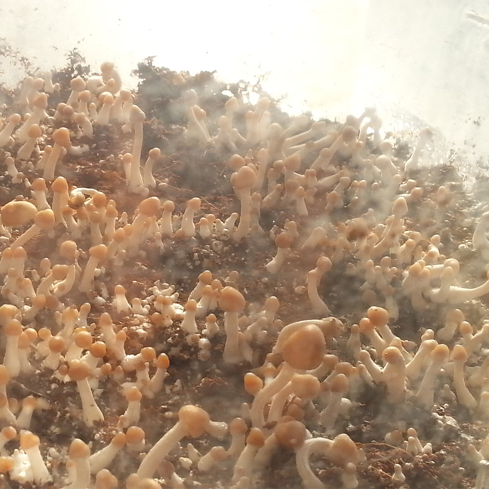 Субстрат для мицелия﻿ Ps.Cubensis Colombian Rust Spore