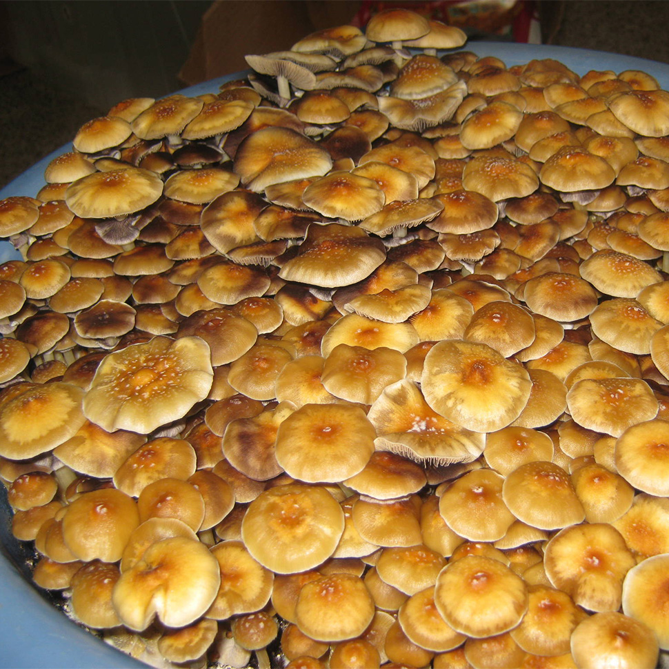 Выход готового продукта Ps.Cubensis Colombian Rust Spore﻿