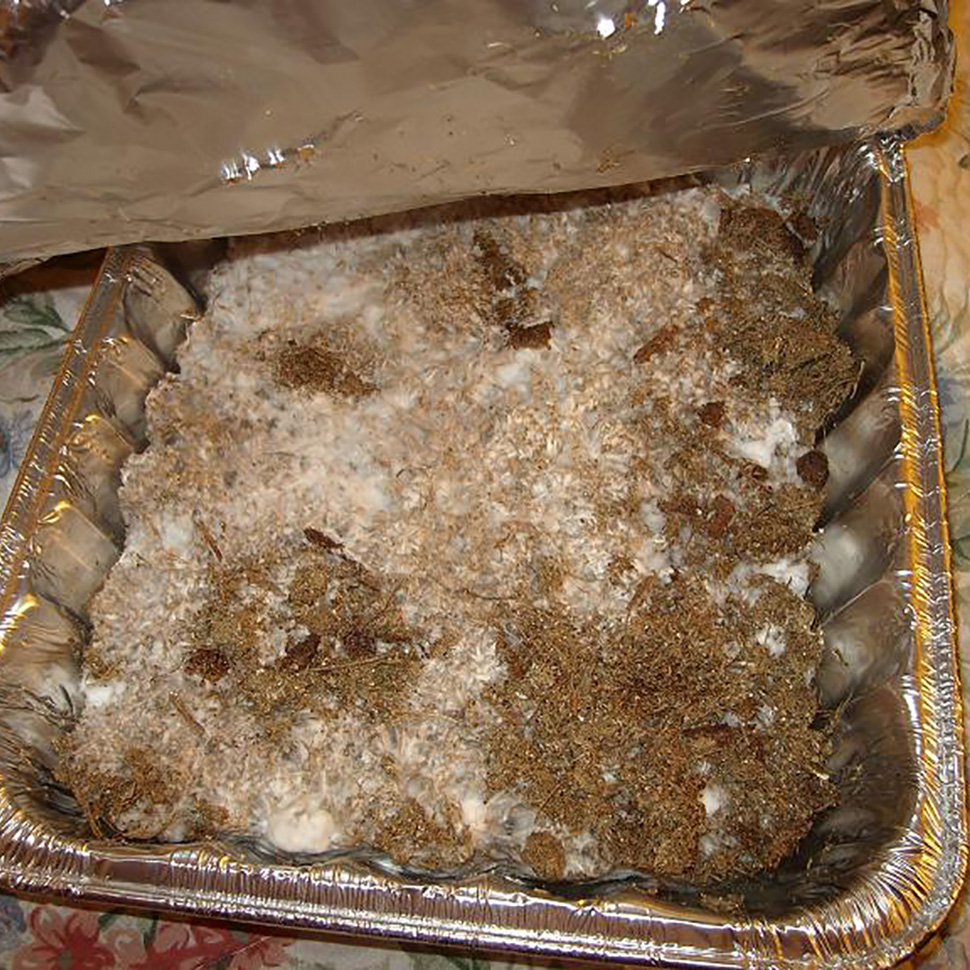 Субстрат для мицелия﻿ Psilocybe cubensis Deep Delta Blues