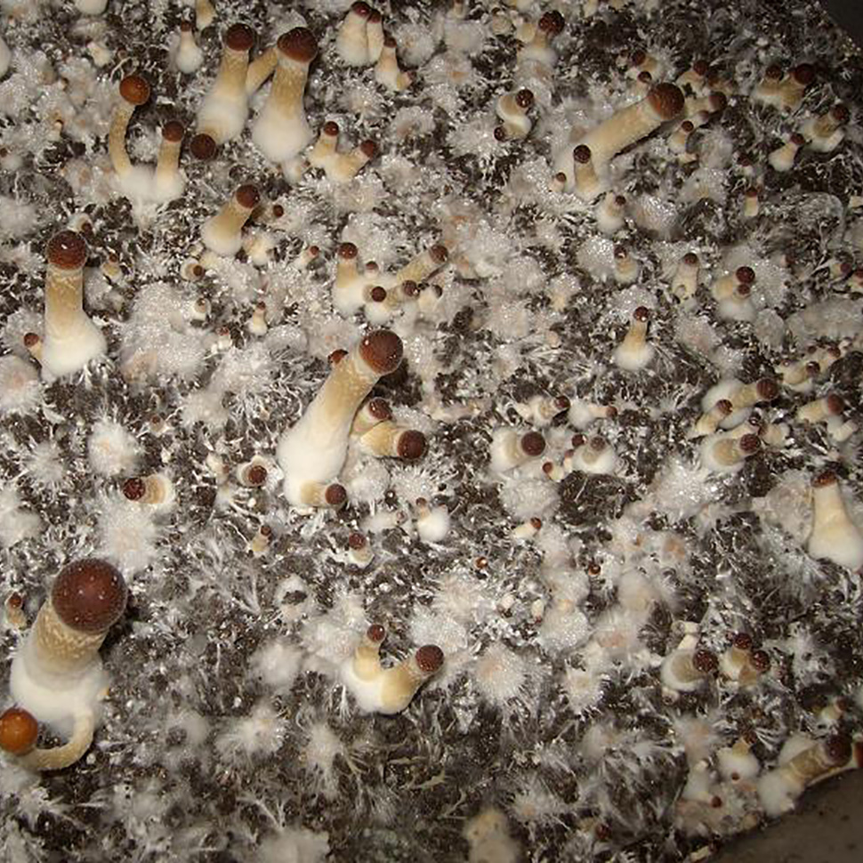 Происхождение стрейна Psilocybe cubensis Deep Delta Blues﻿