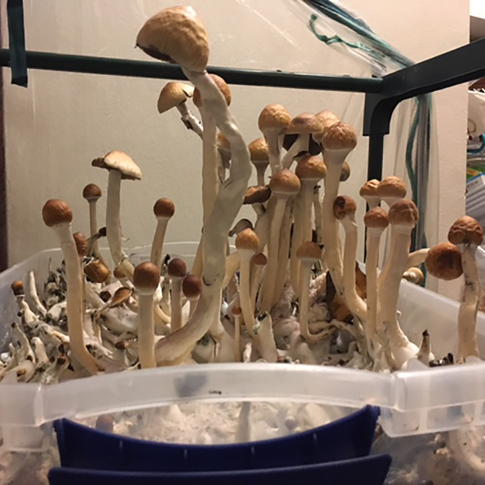 Описание внешнего вида Psilocybe cubensis Deep Delta Blues﻿