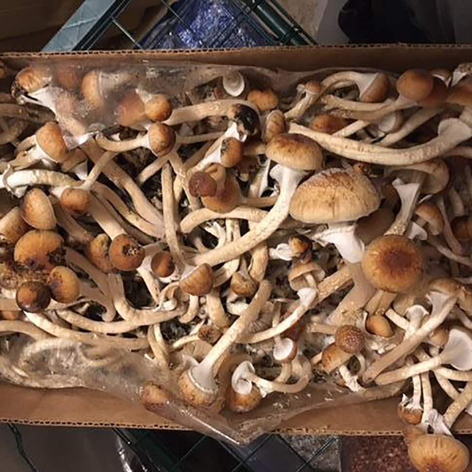 Выход готового продукта﻿ Psilocybe cubensis Deep Delta Blues