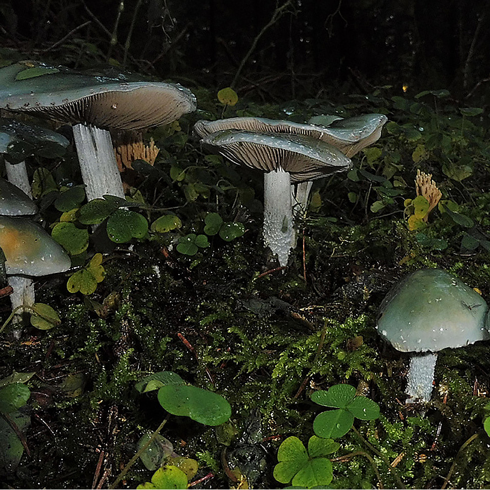 Описание внешнего вида Psilocybe caerulea﻿