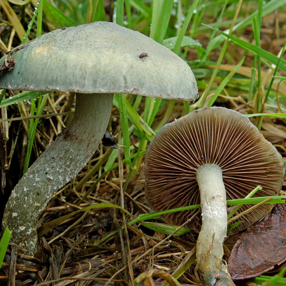Происхождение стрейна Psilocybe caerulea﻿
