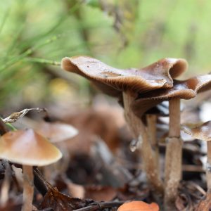 Psilocibe cubensis Tasmanian