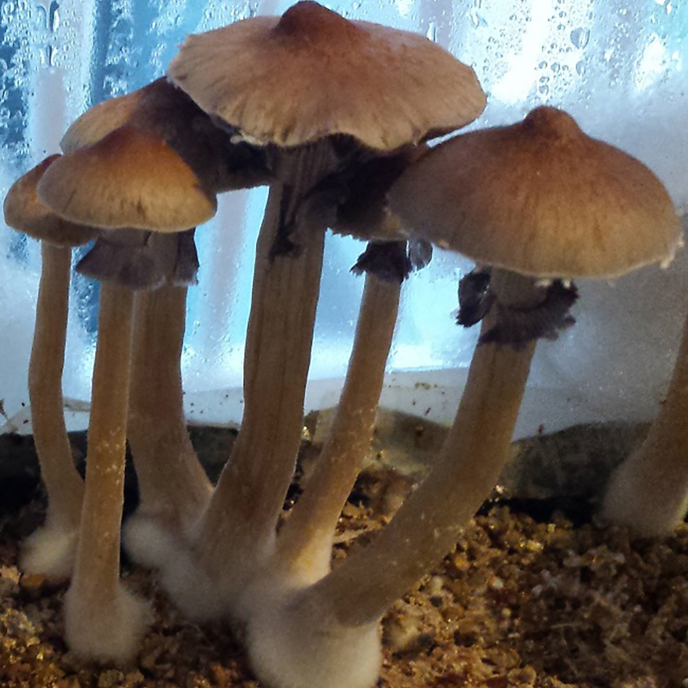 Psilocybe cubensis «Tulum»